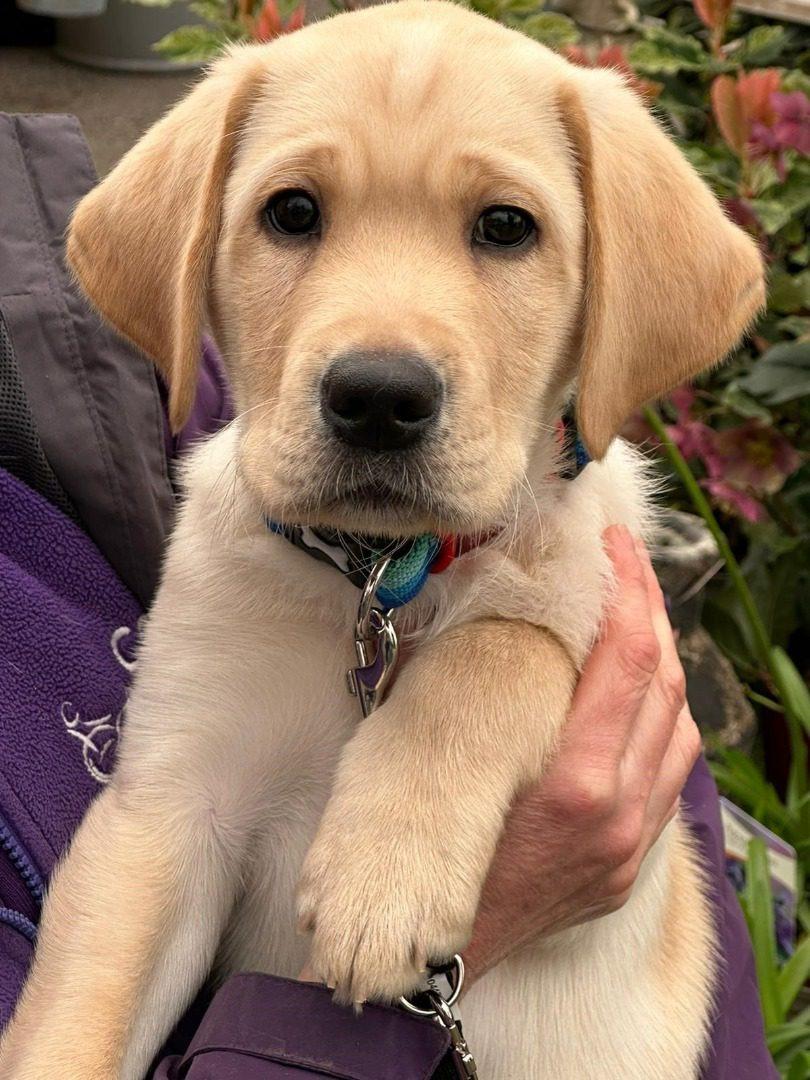 Haywards Heath care provider Caremark sponsors Canine Partners' puppy, Fudge - Vimarsana News