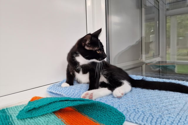 "Wilma and Walli (pictured) are a shy pair of youngsters. They would enjoy a calm home to be able to  themselves as they are a little shy. They would definitely benefit from direct access to a garden to enjoy."