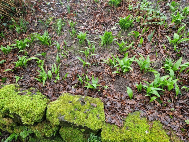 Wild garlic