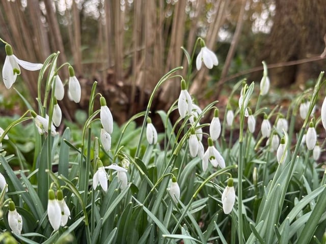 Bates Green Garden
