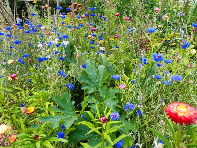 RHS Garden Wisley is a great day out, and it's only just outside of Sussex. Picture: Katherine HM