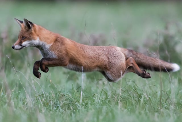 Judges said: 'A perfectly captured hunting fox'.