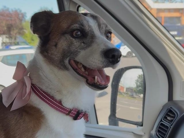 A rescue dog who spent nearly three years in kennels has found a loving home, after staff at a Sussex animal charity launched a daily TikTok campaign.