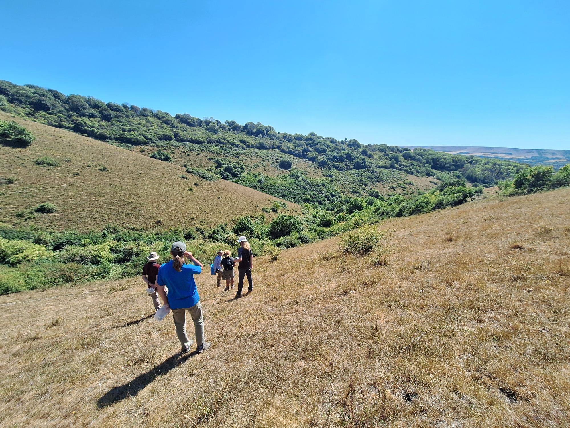 Rare bush cricket conservation near Bognor gets £1,500 boost from ...