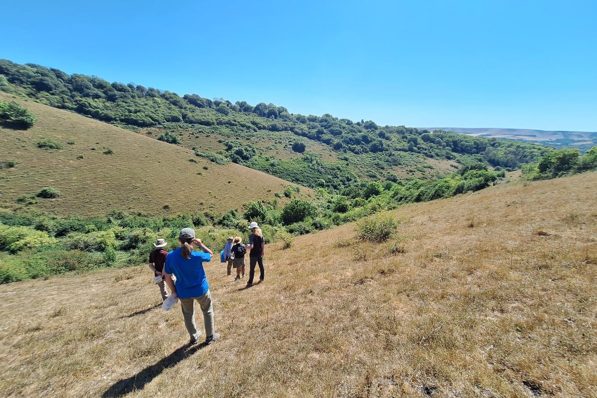 Rare bush cricket conservation near Bognor gets £1,500 boost from housing developers