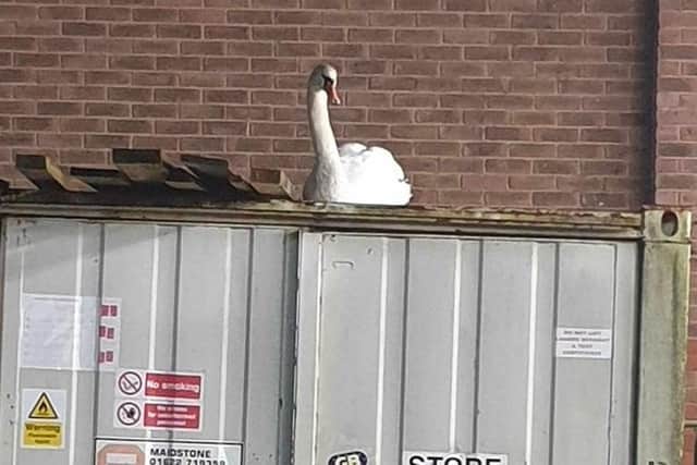 Swan on Storage Container