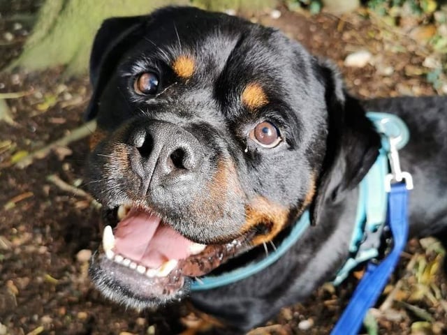 Wilbur is a resident at RSPCA Sussex West Branch who has been unable to find a home. The charity said he is 'a great lad', but life has not really thrown him the hand he deserves. He has spent much of his life living outside, or in kennels and so needs owners who can help settle him into their home. Wilbur struggles to express his frustration and so the rescue is only considering homes with experience of the breed and of positive reward based training. Wilbur will be a great addition to a rottweiler loving home, so do get in touch with the charity if you are looking for a laid back canine companion.