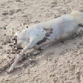Littlehampton Beach was closed after the discovery of a headless animal. Photo contributed