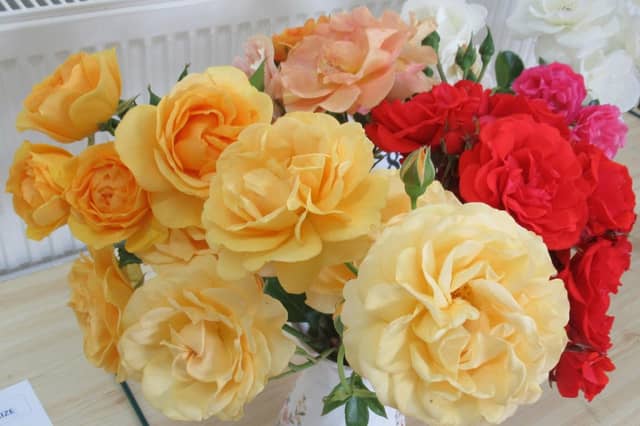 First prize winner in the mixed roses