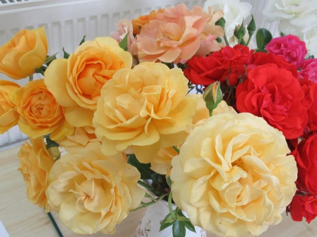 First prize winner in the mixed roses