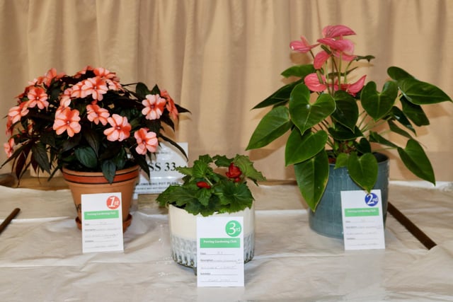 Flowering pot plants, first, second and third prize winners