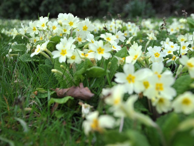 Spring blooms at Sheffield Park and Garden National Trust property