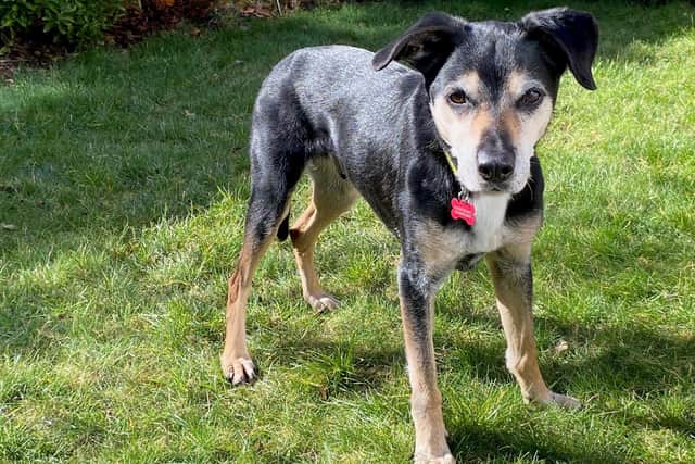 Meet Jasper – a sweet, senior gentleman who still has a spring in his step and is looking for a new home.
