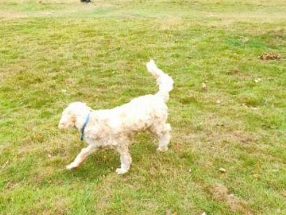 These beautiful gardens have a variety of walking trails and open spaces for your dog to run around in
