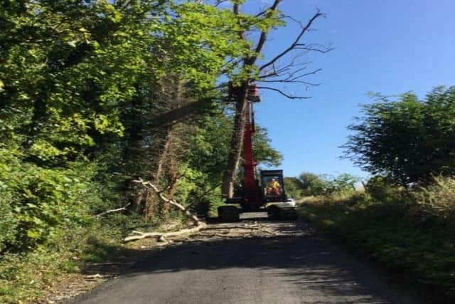 Some 5,000 trees have been felled in West Sussex over the past year as part of the county council's plan to help manage ash dieback. Picture: West Sussex County Council