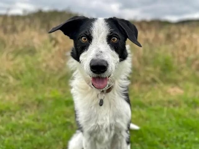 Alfie has a gentle, quiet character and a lot of love to give. A sensitive chap at times, he can find new experiences overwhelming and will often seek reassurance from his humans. He’s hopeful to find patient adopters, who will allow him plenty of time to settle into his new routine, without too much pressure or expectation. Alfie is a real ‘foodie’ and highly values his mealtimes and chews. He can find it challenging when people approach him whilst he is eating, or if they try and take food items away from him. Due to his timid nature and his worries around food being taken from him, he would best be suited to an adult-only family. He is selective when it comes to socialising with other dogs and can be apprehensive around larger breeds, or those that are bigger than him. Alfie will need to be the only pet at home but could have well-suited walking buddies. A garden of his own is an essential requirement. See Alfie's profile here: https://www.dogstrust.org.uk/rehoming/dogs/collie-border/1199838