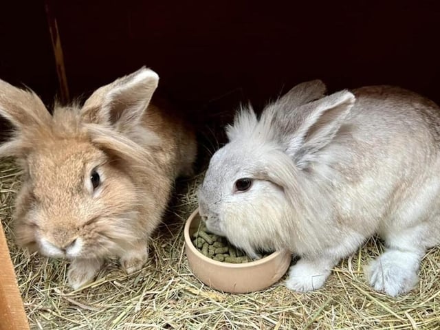 "Romeo is blind in one eye but this does not effect his quality of life at all. They are loveable and happy go lucky. They love their food and to be stroked. They will be such a lovely addition to the right family."