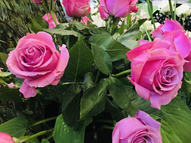 Chichester Cathedral has been filled with wonderful floral displays for the past few days / Picture: Steve Bone