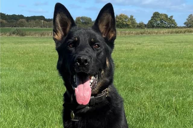 PD Cody. Picture from Sussex Police