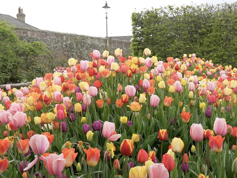 More fantastic photos of the Arundel Castle Tulip Festival