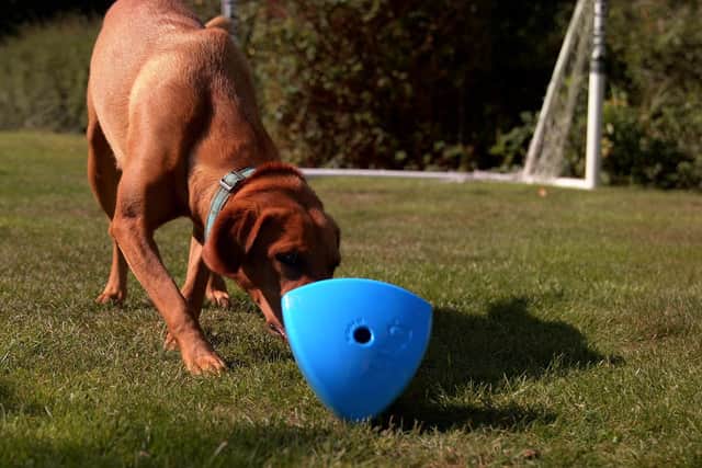 Play 9 Ltd in Hurstpierpoint is releasing the Roolo, a uniquely shaped dog toy and treats dispenser