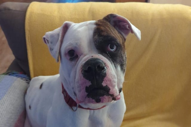 Lexi is a gentle and easy-going dog who loves to snuggle on the sofa. She walks beautifully on a lead and travels well in the car. Lexi loves her humans and will sneak upstairs at night to sleep nearby.