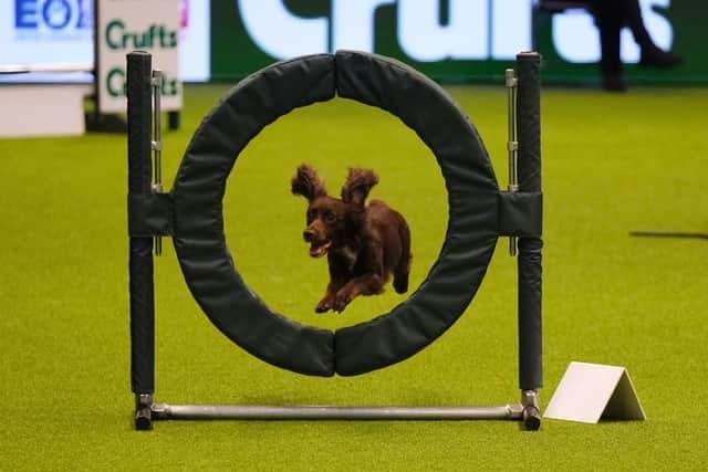 Crufts, the world’s greatest dog show, has started today (Thursday, March 9). Here’s how you can up-to-date at home and cheer on our Sussex competitors.