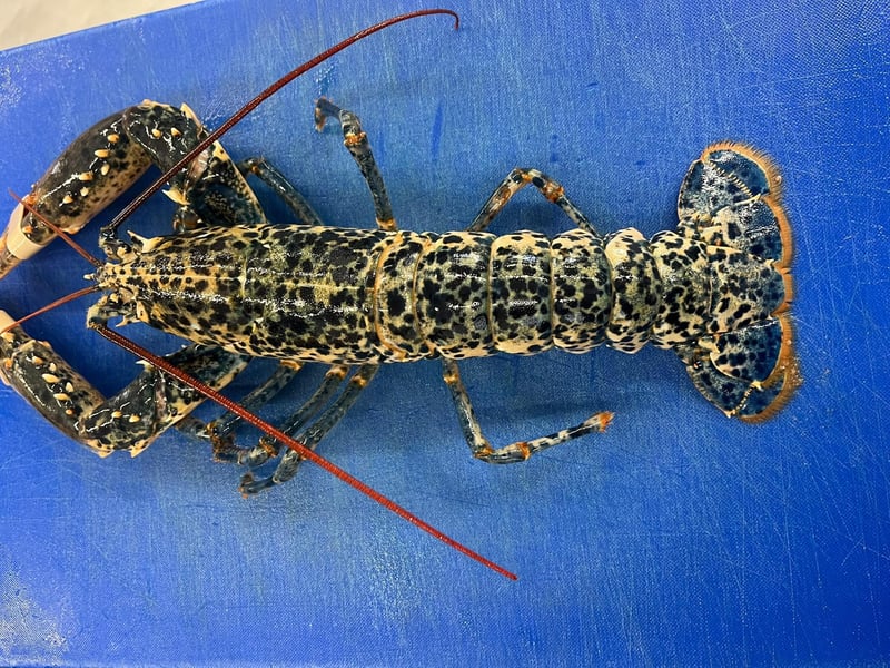 The lobster at Southern Head Fishing Co. Photo: Nicole Frost