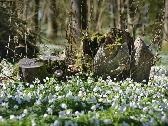 Arlington Bluebell Walk pictured on 23/4/21.