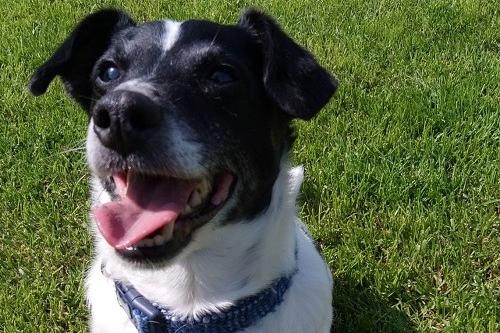 Scrumpy is a ten year old Jack Russell Terrier, who is quite sprightly for his age and loves his walks! He is a very friendly little boy who is happy around other dogs, cats, and even rabbits. Scrumpy would be suitable to live in a household with slightly older children (above 12 years).