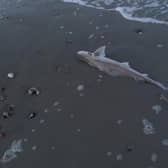 A Smooth-Hound shark on Pagham beach