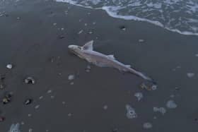 A Smooth-Hound shark on Pagham beach