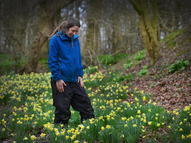 Daffodils in Millennium Avenue in the grounds of Bates Green Garden, Arlington, on February 28 2024.
Gardener Lucy Lapere.