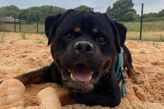 A loving new home is being sought for a ‘gentle giant’ rottweiler who has spent eight months waiting for someone to adopt him.
