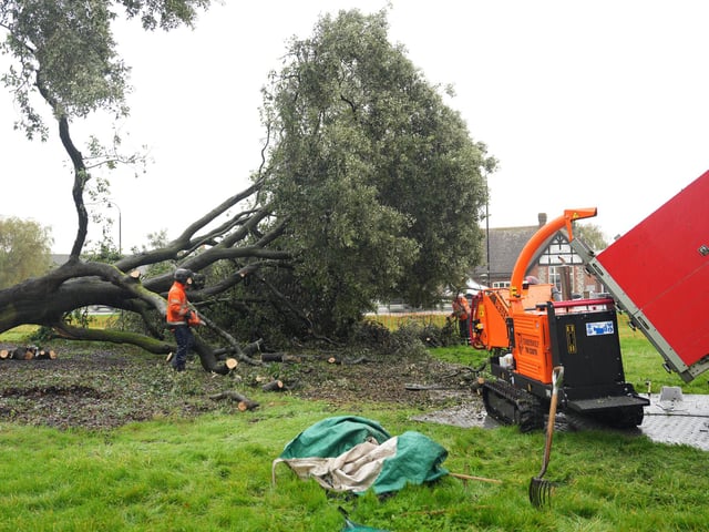 Both halves of the tree on Ringmer village green being removed on Monday, October 14, 2024