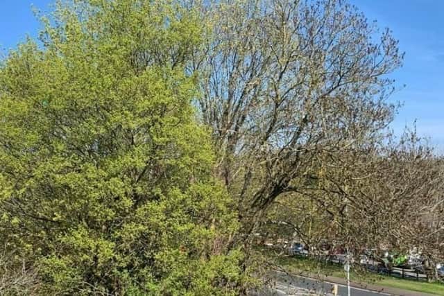 The trees along the Phoenix Causeway are covered by Tree Preservation Orders (TPO), an order made by a local planning authority in England to protect specific trees, groups of trees or woodlands which benefit the location.