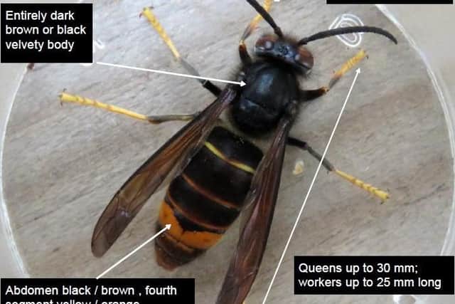 How to identify an Asian Hornet.