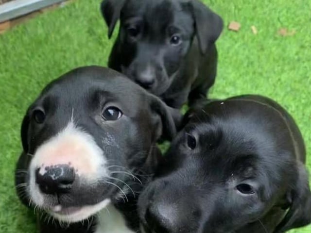 These puppies have been described by Arundawn as 'delightful and chunky'. The Labrador cross Bull Terriers are all males and the rescue said they will be the 'most amazing dogs' if the right families are found. An active and stimulating home is essential for each of these puppies. All puppies born with Arundawn leave at around 12 weeks, fully vaccinated, wormed, flea treated and with a neutering agreement in place.