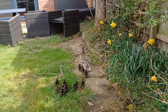 Mother duck and 10 ducklings in Oldfield Road, Eastbourne. Picture from East Sussex WRAS