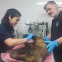 Vet Clarissa Wu (left) and founder Trevor Weeks (right) tending to a badger injured in a road accident in Bexhill