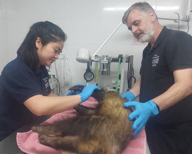 Vet Clarissa Wu (left) and founder Trevor Weeks (right) tending to a badger injured in a road accident in Bexhill