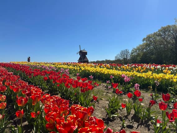 Tulleys Tulip Fest celebrates the arrival of spring with 1.5 million blooms in the fields