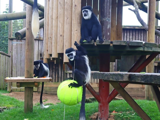 The zoo’s group of colobus monkeys were treated to a new swing in the shape of a giant tennis ball.