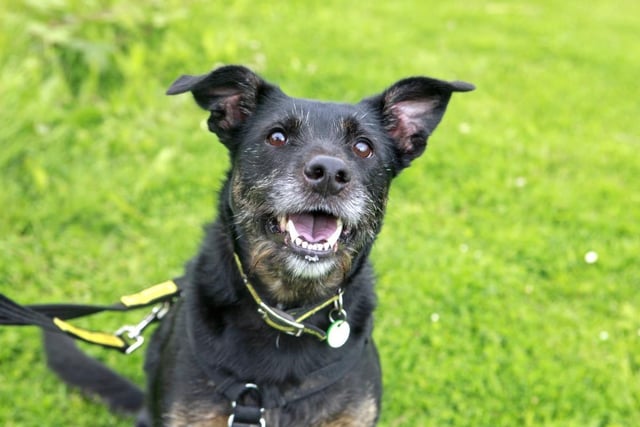 Benny is a cheeky, three-year-old Collie cross with a loveable character. He enjoys keeping busy, whether that be joining his people pals in a game of fetch, utilising his clever brain while learning new tricks, or investigating on a treat or scent trail. While Benny is a fun-loving chap, he also has a sensitive side. He will prefer a patient and gentle approach to making friends but will become a playful, loyal and loving companion if you give him the time he needs. Benny's perfect match would be with active adopters who have plenty of time to dedicate just to him. He will need to be the only pet at home and the youngest members of his family and any visitors to the home must be aged at least 14. A garden of his own is essential.