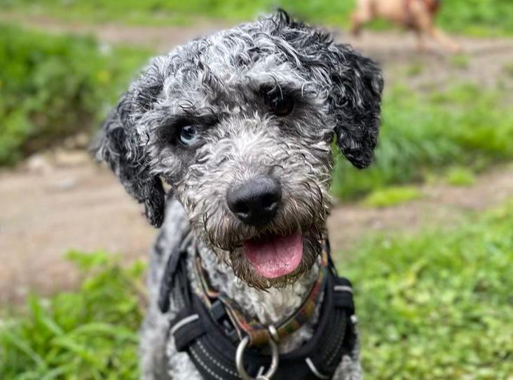 Marlin is a friendly, lively, sometimes over-excitable boy who enjoys fuss and attention. He loves to play with toys and is learning to play fetch nicely with a ball. He will need some training, especially around walking calmly and quietly on a lead and may not be fully house-trained initially but should learn quickly. Marlin is sociable with other dogs and could live with a resident female dog in his new home but would not want to live with another male. He would prefer a home without cats or small animals. Marlin is looking for a very active home and could possibly live with older children who are used to bouncy dogs. He is a new arrival who is still being assessed.