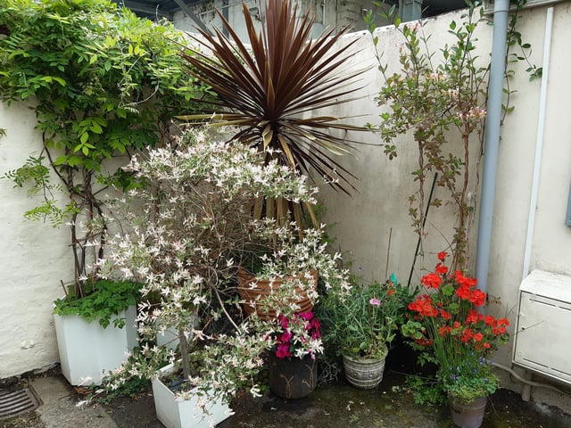 Floral splendour at Brunswick Cottages, a tiny courtyard of four fishermen's houses off the twitten that marks the historic boundary between Worthing and Heene