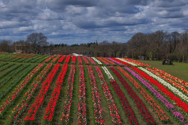 There are rows and rows of tulips as far as the eye can see