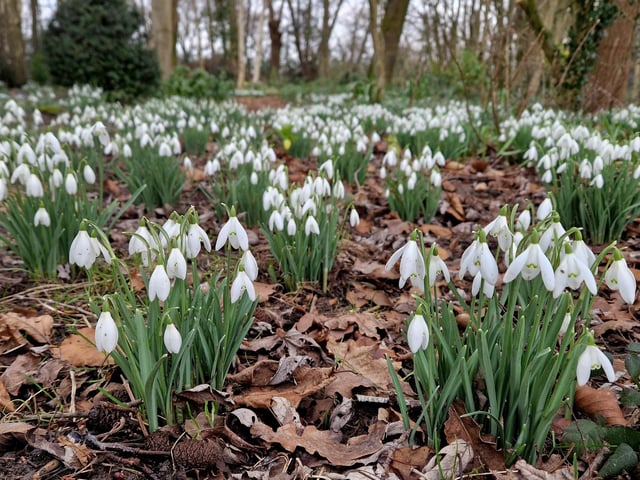 Snowdrops at Pembury House