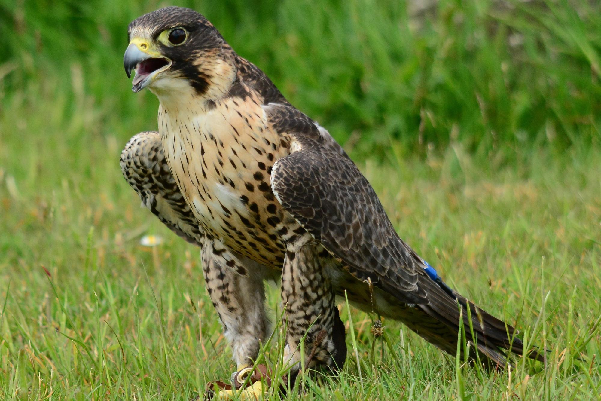Concerns raised over peregrine falcons nesting at Horsham development site