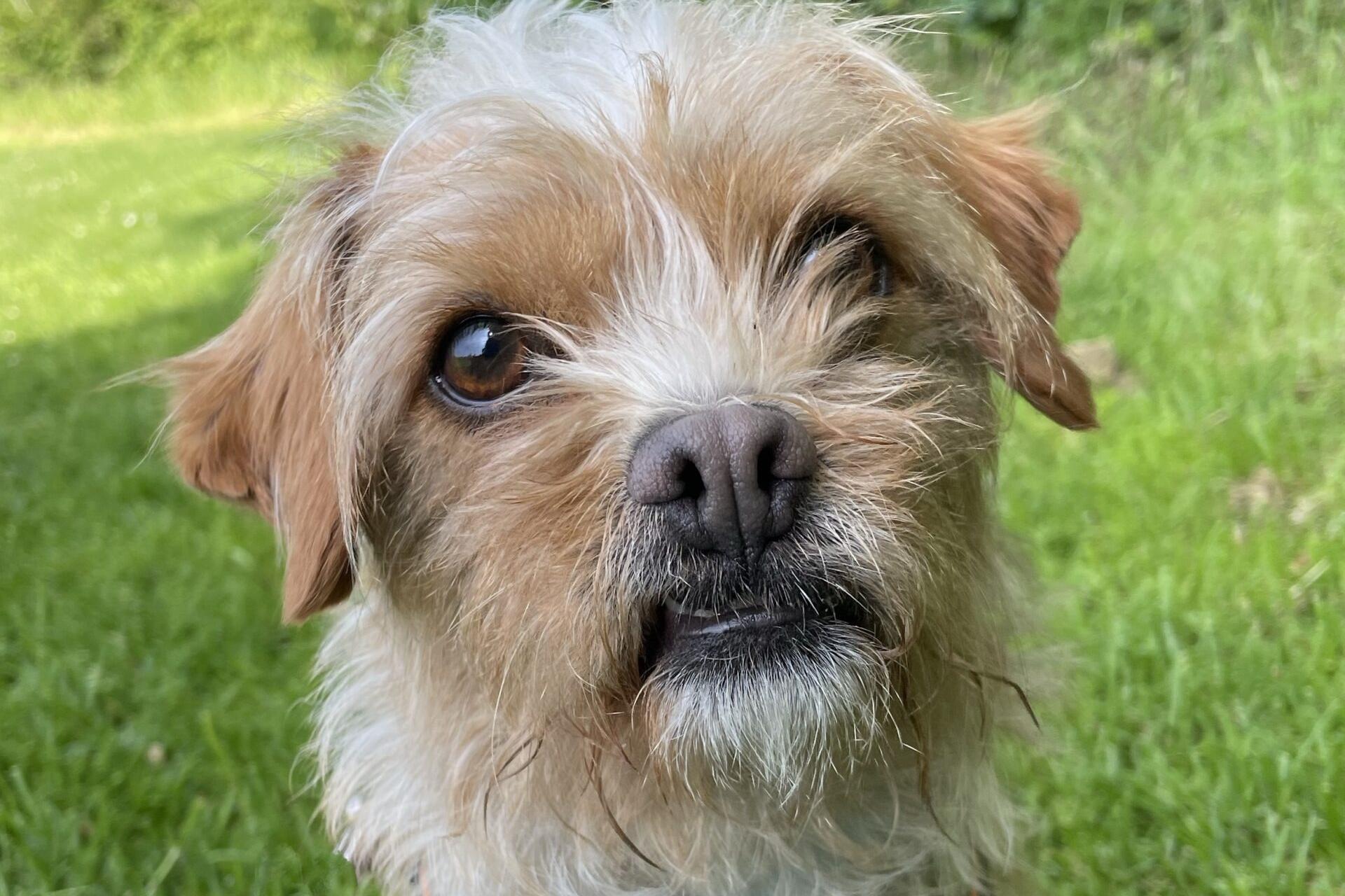 Sussex dogs: Adorable dogs at the RSPCA needing homes this week 🐶 - Vimarsana News